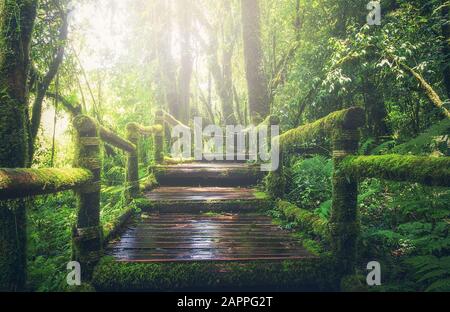 Ponte di legno nella foresta pluviale tropicale Foto Stock