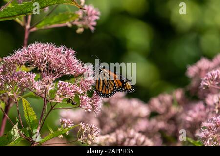 Monarch farfalla (Danaus plexippus) alimentare su rosa milkweed fiore Foto Stock