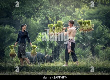 Coppia coltivatore in Thailandia; loro Coltivano riso nella stagione piovosa. Erano imbevuti di acqua e fango per essere preparati per piantare. Attendere tre mesi a h Foto Stock