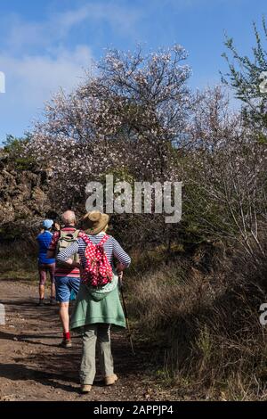 Gli escursionisti si fermano per ammirare il fiore di mandorle, prunus dulcis, che appare sugli alberi nella zona di Santiago del Teide di Tenerife, Isole Canarie, Spagna Foto Stock