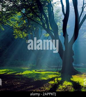 Frithsden Beeches Fagus sylvatica in una mattina d'autunno di ottobre Ashridge Hertfordshire Foto Stock