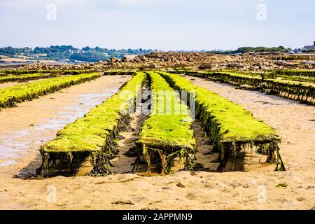 File di borse di ostriche coperte di alghe marine adagiate su tralicci a bassa marea in Plougrescant ostriche letti nel nord della Bretagna, Francia. Foto Stock