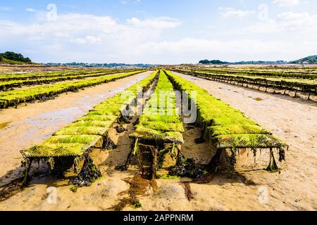 File di borse di ostriche coperte di alghe marine adagiate su tralicci a bassa marea in Plougrescant ostriche letti nel nord della Bretagna, Francia. Foto Stock