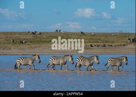 Pianure migrate zebre (Equus quagga) a piedi nel lago, Valle nascosta, Ndutu, Ngorongoro conservazione Area, Serengeti, Tanzania Foto Stock