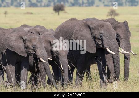 Allevamento di elefanti africani (Loxodonta africana), Seronera, Parco Nazionale Serengeti, Tanzania Foto Stock