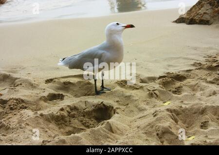 un esemplare di teschio o di teschio cristallino sulla spiaggia di sabbia ha palme nere, piumini leggeri e un becco d'arancia a ibiza spagna Foto Stock
