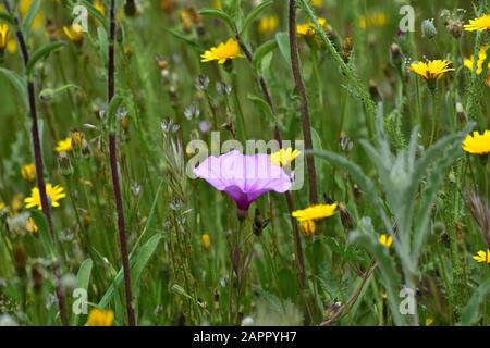 Campana viola solitaria in un campo di erba verde con margherite gialle Foto Stock