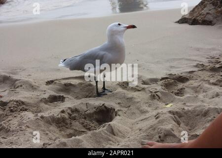 un esemplare di teschio o di teschio cristallino sulla spiaggia di sabbia ha palme nere, piumini leggeri e un becco d'arancia a ibiza spagna Foto Stock