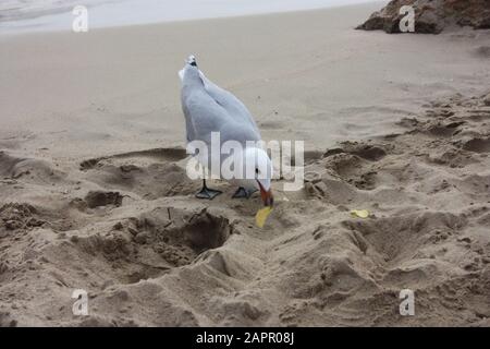 un esemplare di teschio o di teschio cristallino sulla spiaggia di sabbia ha palme nere, piumini leggeri e un becco d'arancia a ibiza spagna Foto Stock