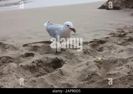 un esemplare di teschio o di teschio cristallino sulla spiaggia di sabbia ha palme nere, piumini leggeri e un becco d'arancia a ibiza spagna Foto Stock