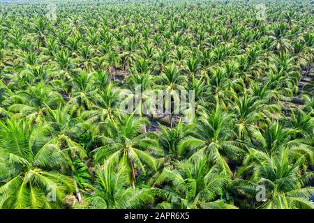 Veduta aerea della piantagione di palme da cocco. Foto Stock