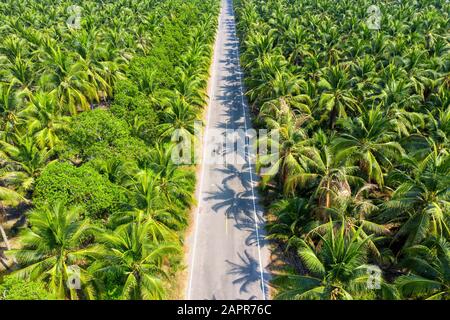 Veduta aerea della piantagione di palme da cocco e della strada. Foto Stock
