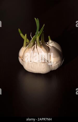 Testa d'aglio bianca e viola su sfondo nero Foto Stock
