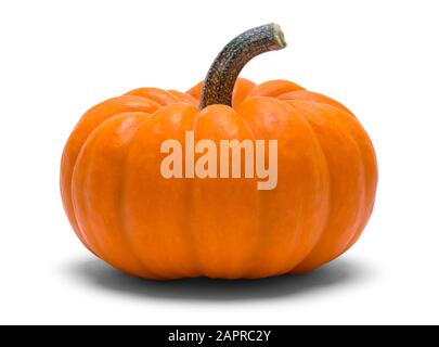 Piccola Zucca Ornata Arancione Isolata Su Bianco. Foto Stock