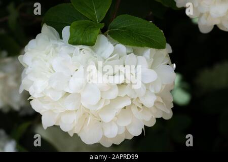 Primo piano di palla di neve cinese, macrocefalo di Viburnum, fiore Foto Stock