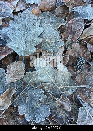 primo piano di foglie di quercia color pastello ricoperte di gelo in inverno Foto Stock