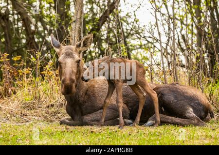 Momento tenero tra alce di vacca (Alces alces) e vitello, Alaska centro-meridionale; Anchorage, Alaska, Stati Uniti d'America Foto Stock