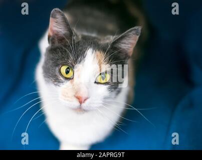 Un gatto corto Calico domestico Diluito con occhi gialli, seduto su una coperta blu e guardando in alto Foto Stock