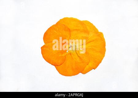 Bella pansy giallo essiccato fiore. Isolato su sfondo bianco. Foto Stock