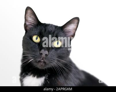 Un gatto Tuxedo in shorthair domestico bianco e nero con occhi gialli Foto Stock