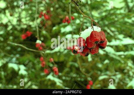 Neve coperta Rosehips rossi Foto Stock