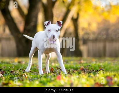 Un giovane cane bianco Pit Bull Terrier razza mista stare all'aperto con un'espressione felice Foto Stock