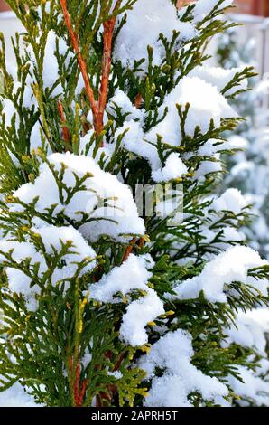 Primo piano del ramo di Thuja occidentalis coperto di neve durante l'inverno. Foto Stock