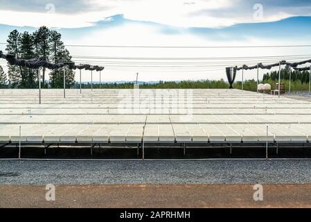 Contenitore all'aperto coltivato albero seedling nursery, USDA Forest Service Placerville Nursery in California. Ciascuno dei fori nelle piantatrici di styrofoam w.. Foto Stock