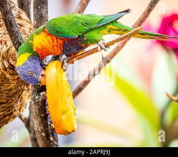 Primo piano di un bel pappagallo colorato mangiare un mango dall'albero con sfondo sfocato Foto Stock