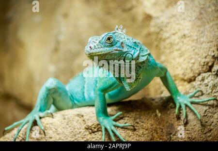 Primo piano di un iguana turchese seduto sulla pietra con uno sfondo sfocato Foto Stock