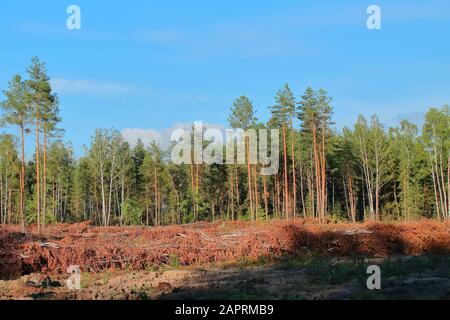 La gente sta distruggendo la foresta. Si stanno abbattendo vaste aree di foreste. I logger raccolgono legno per l'industria Foto Stock