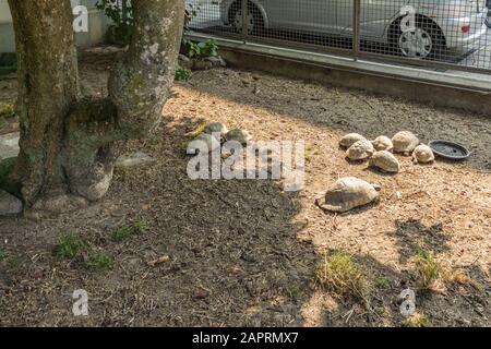 Berna, Svizzera - 26 luglio 2019: Tartarughe nel piccolo zoo privato in una delle vie quaiet della capitale della Svizzera. Foto Stock