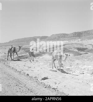 Israele 1964-1965: Dromedaries dell'area del Mar Morto nel paesaggio del deserto vicino al Mar Morto. Data: 1964 luogo: Israele Parole Chiave: Dromedaries, deserti Foto Stock