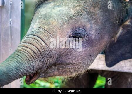 Baby elefante che chiede banane nella provincia di Phuket, Thailandia. Foto Stock