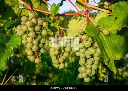 Uve verdi che maturano in grappoli su un vitigno; Shefford, Quebec, Canada Foto Stock