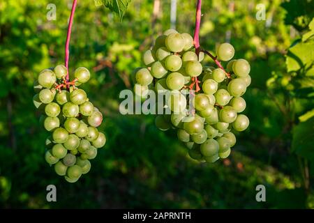 Uve verdi che maturano in grappoli su un vitigno; Shefford, Quebec, Canada Foto Stock