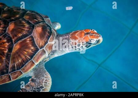 Una grande tartaruga marina. Nuoto in acquario. Foto Stock