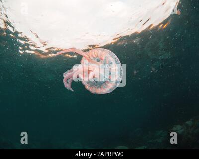 Un pesce ortica viola che galleggia nella corrente del Mediterraneo Foto Stock