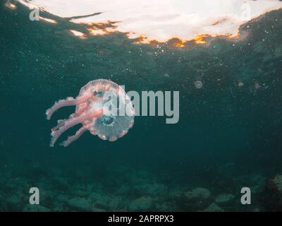 Un pesce ortica viola che galleggia nella corrente del Mediterraneo Foto Stock