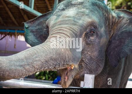 Elefante che chiede banane nella provincia di Phuket, Thailandia. Foto Stock