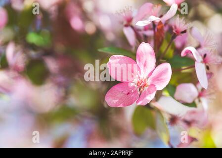 Dettaglio di un singolo fiore di mela rosa Foto Stock