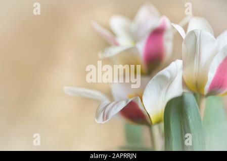 Tre tulipani con spazio aperto sul colore rosa e bianco di sinistra Foto Stock