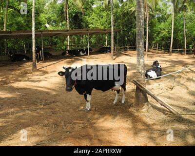 Mucca nera con macchie bianche, India, Kerala, Kochi Foto Stock