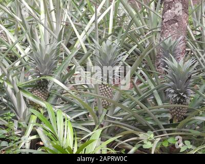 Piantagione di ananas a Kochi, Kerala, India Foto Stock