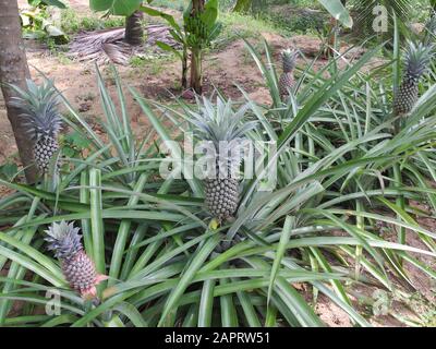 Piantagione di ananas a Kochi, Kerala, India Foto Stock