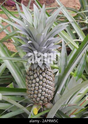 Piantagione di ananas a Kochi, Kerala, India Foto Stock