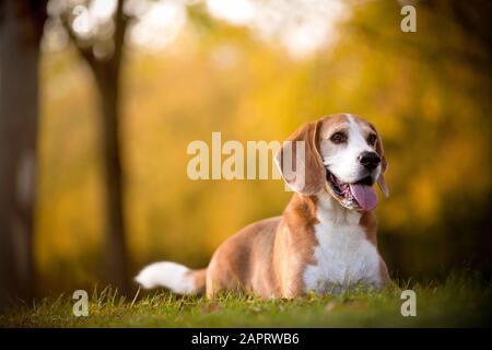 Ritratto di un cane beagle in luce autunnale Foto Stock