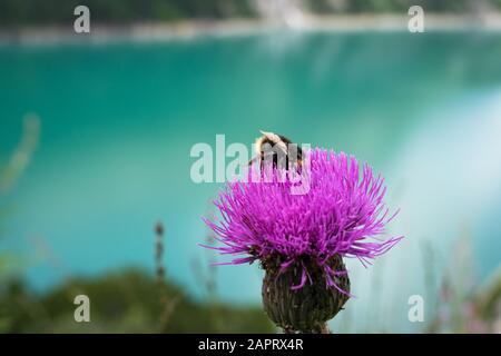 Ape su fiore di un thistle sta cercando nettare. Turchese su sfondo blu. Foto Stock