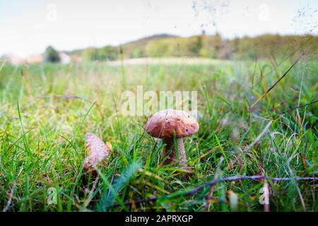 funghi di betulla durante le escursioni nella foresta bavarese Foto Stock