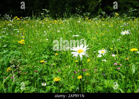 Escursione attraverso un prato fiorito nella valle del Fischleinbach Foto Stock